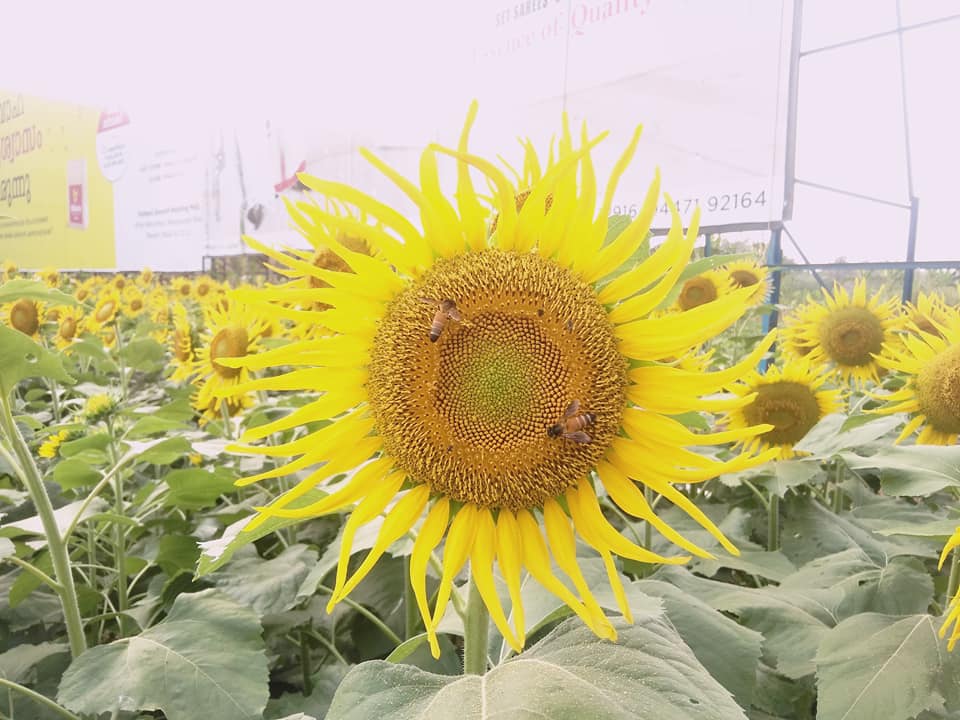 sun flower