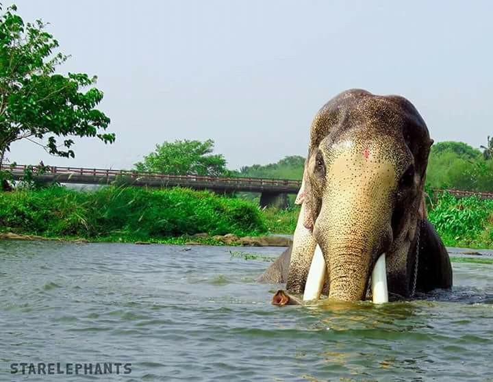 ramachandran-elephant