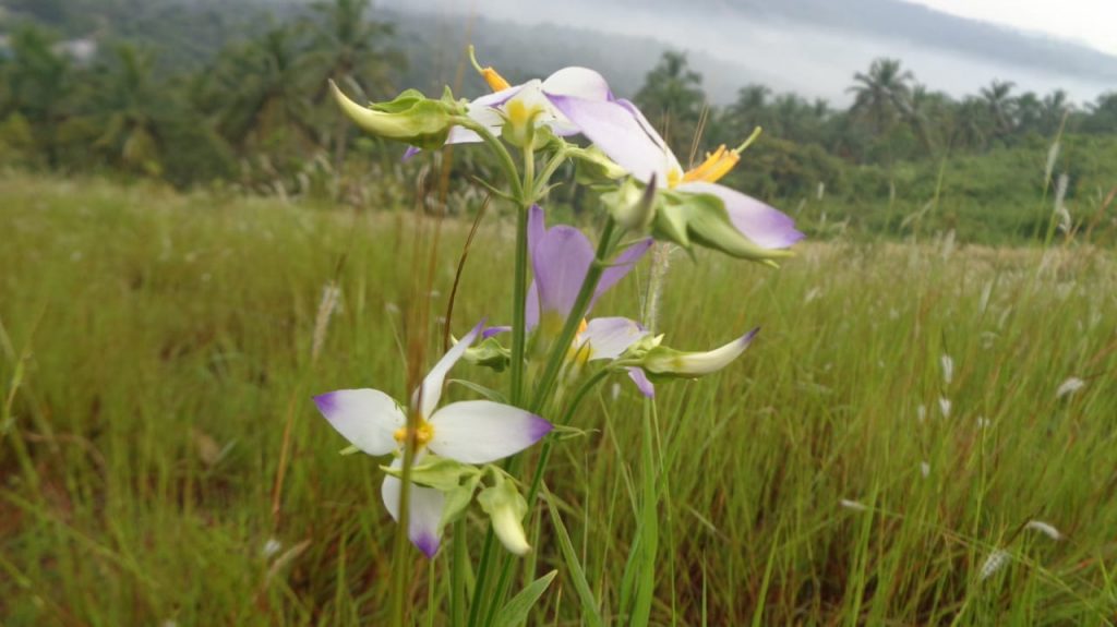 Kannanthali-Flowers