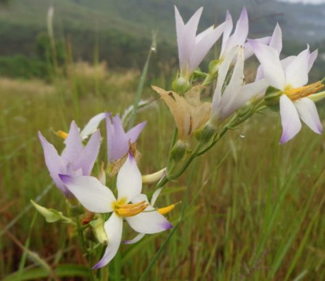 Kannanthali-Flowers