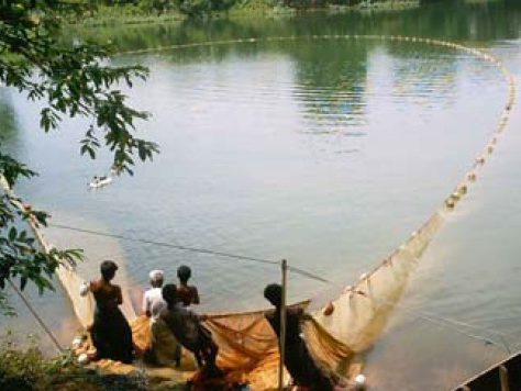 fish-farming