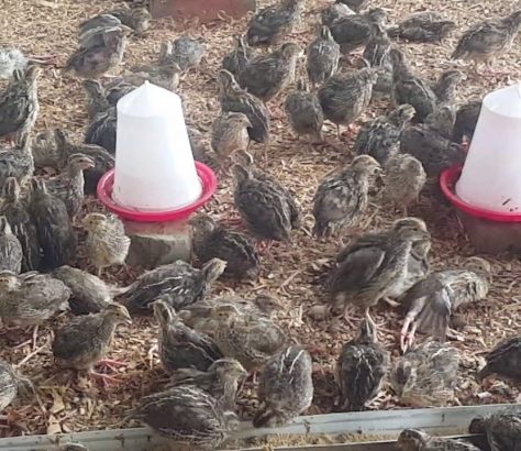 quail-farming