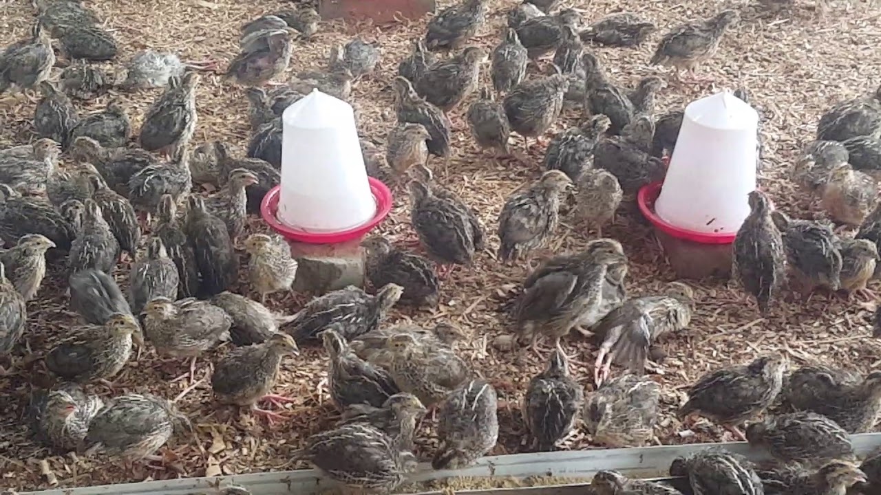 quail-farming