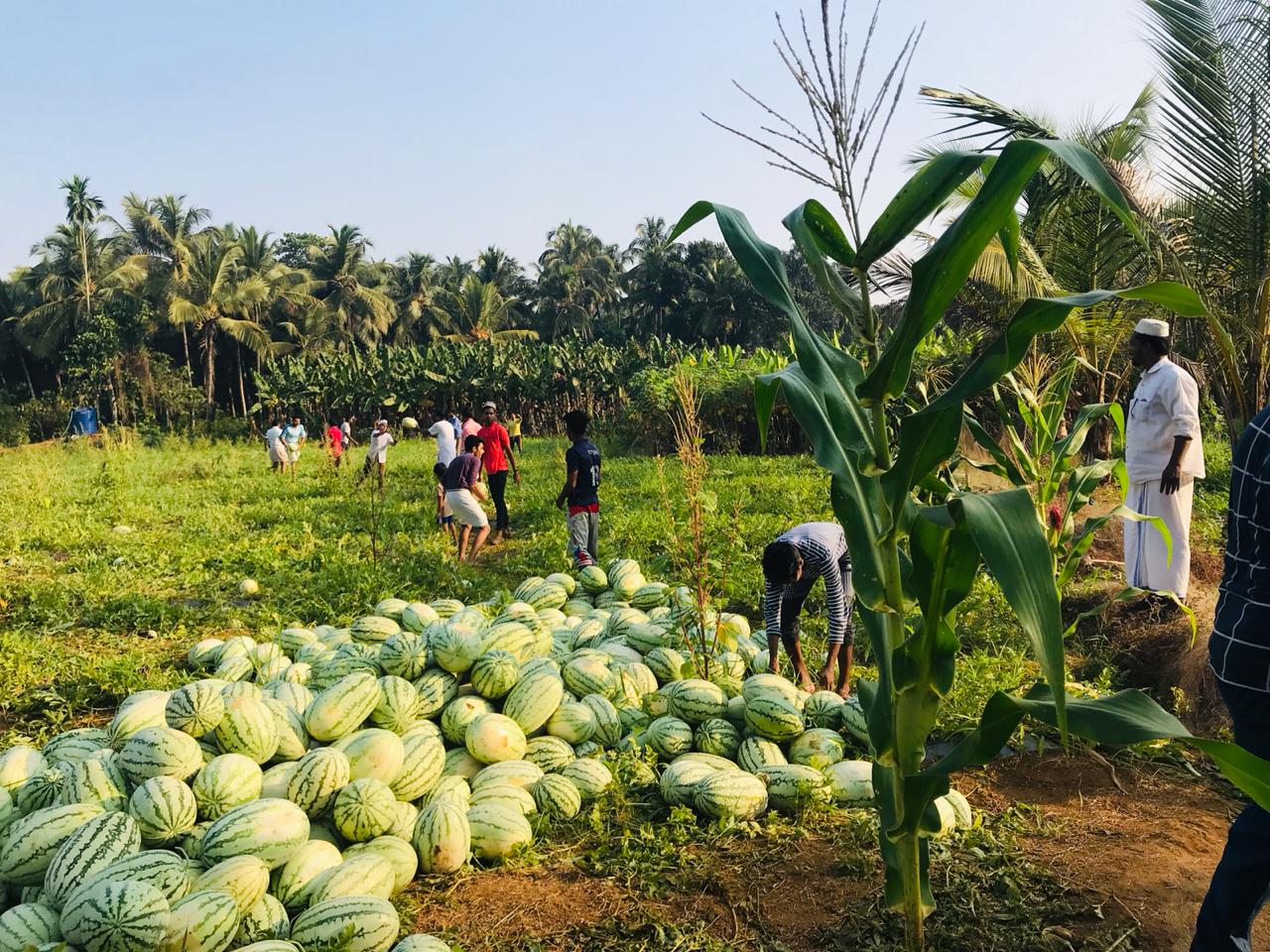 water-melon-kottakkal