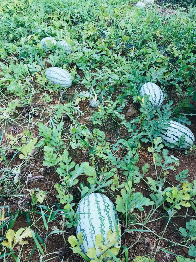 water-melon-kottakkal