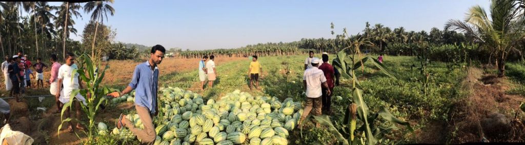 water-melon-kottakkal