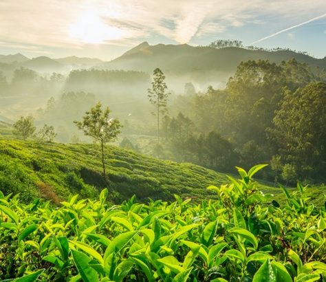 tea-plantations-munnar