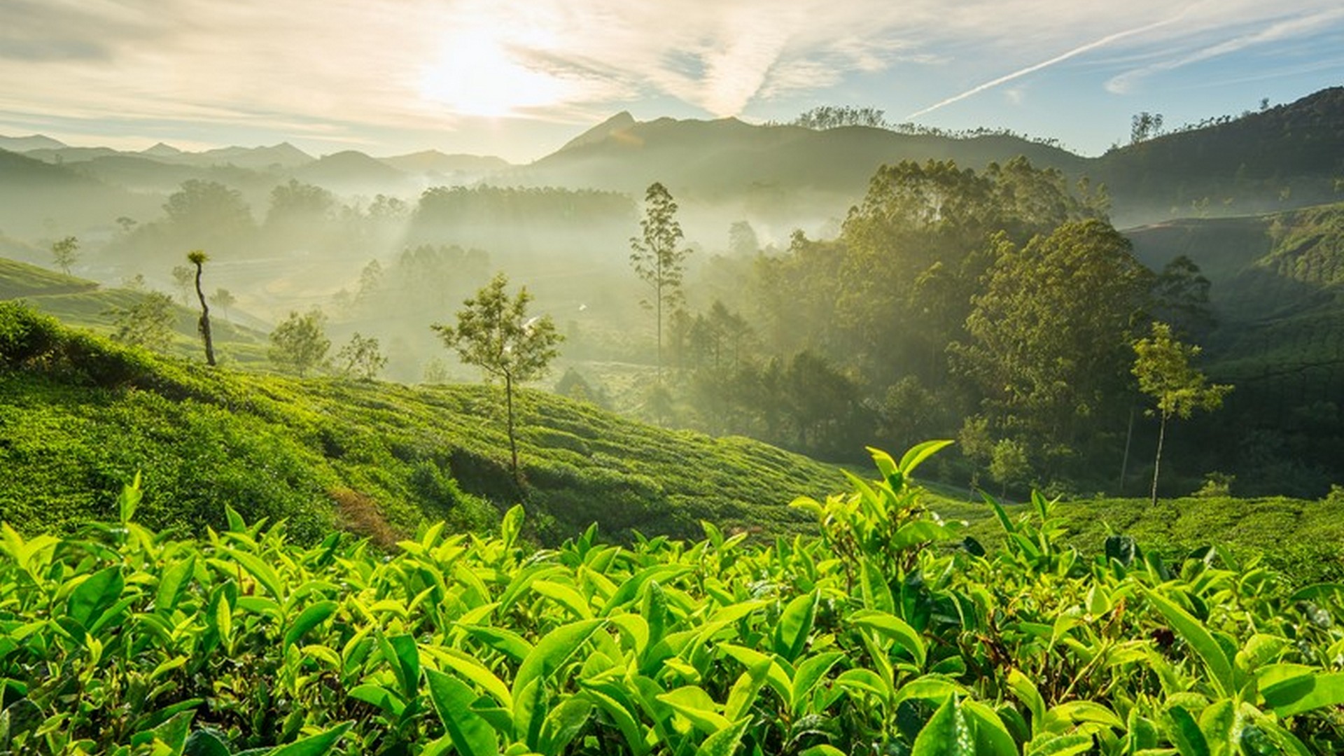 tea-plantations-munnar