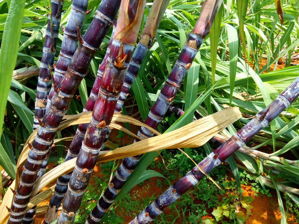 kottakkal-sugarcane