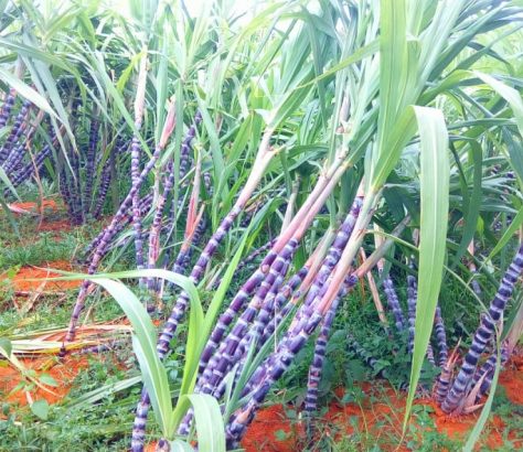 kottakkal-sugarcane