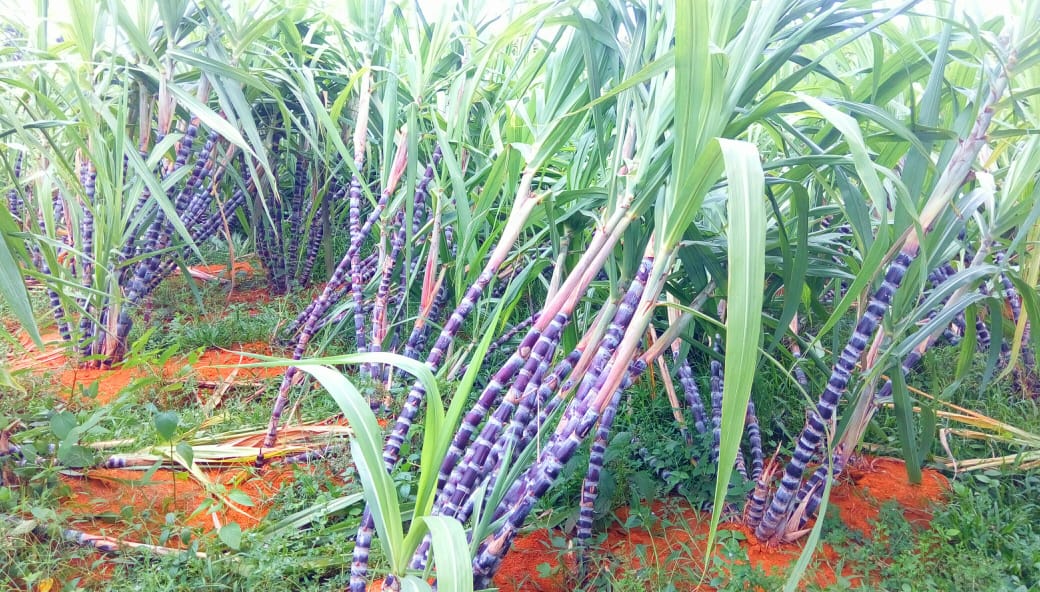 kottakkal-sugarcane