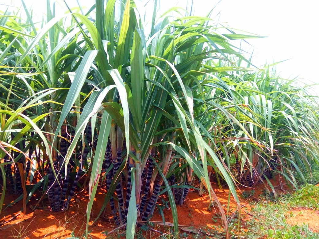 kottakkal-sugarcane