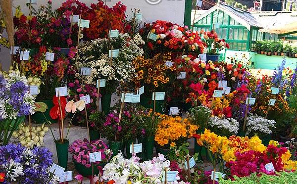 ooty-flower-show