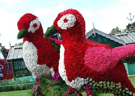 ooty-flower-show
