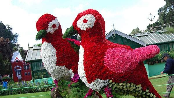 ooty-flower-show