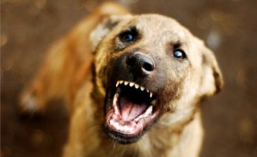 stray-dog