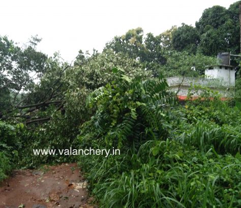 Moonnakkal-tree-fall