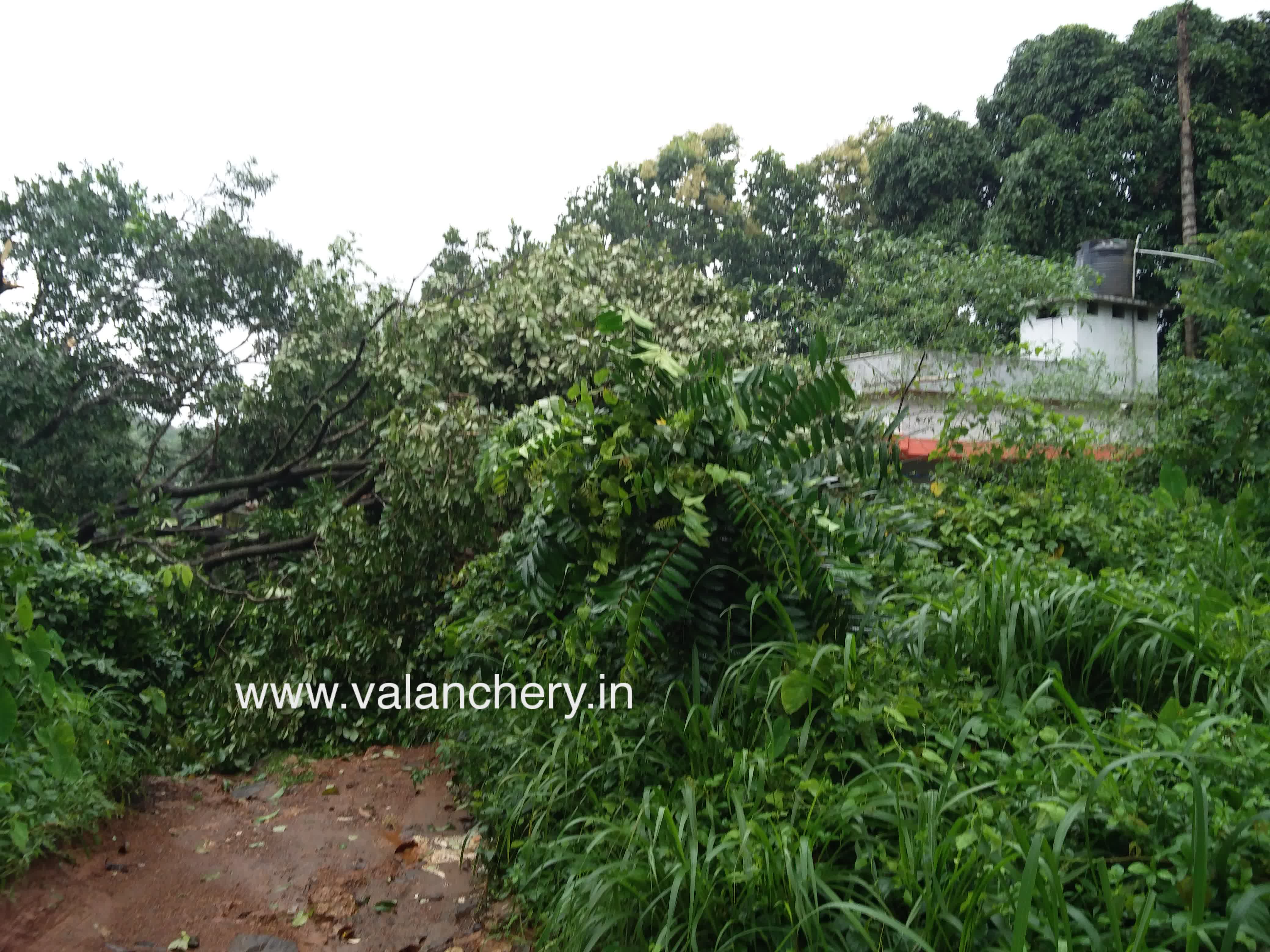 Moonnakkal-tree-fall