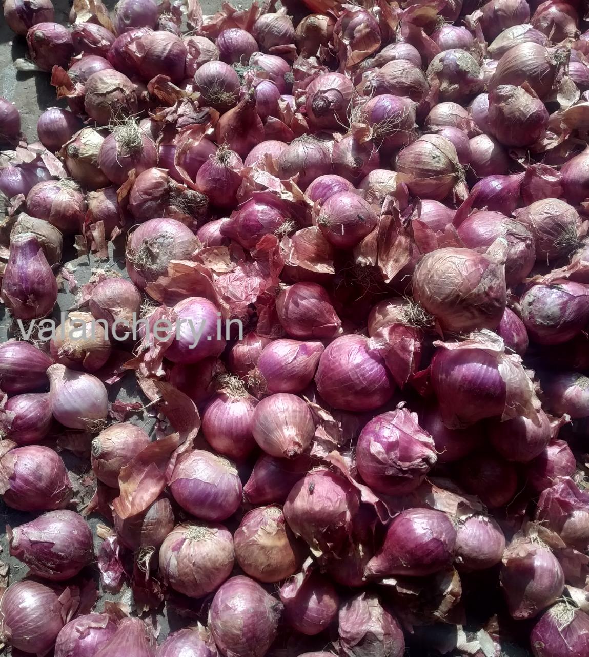 onion-valanchery