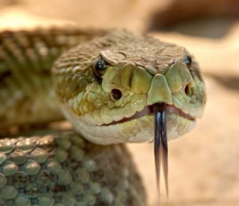 snake-venom