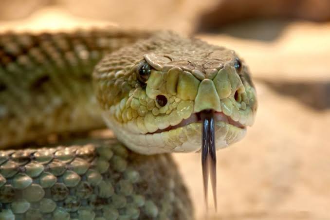 snake-venom