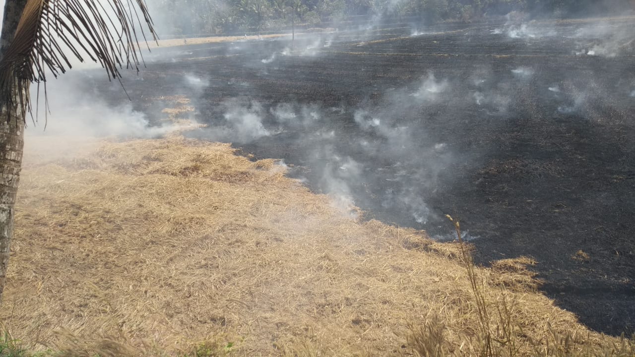 paddy-kadampuzha