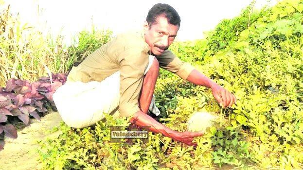 bharathapuzha-water-melon