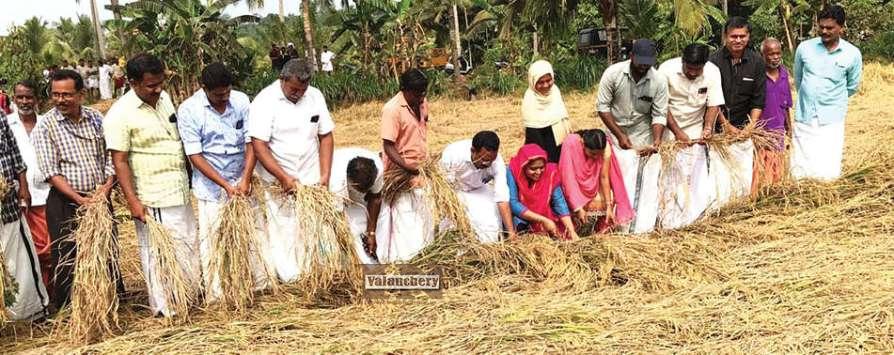 kuttippuram-harvest