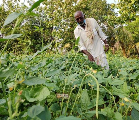 kunjippa-farmer-kuttippuram