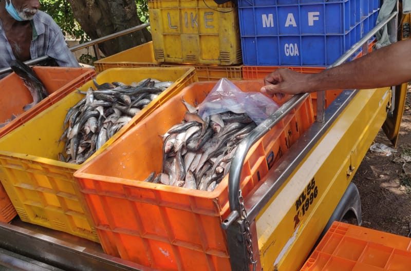 rotten-fish-valanchery