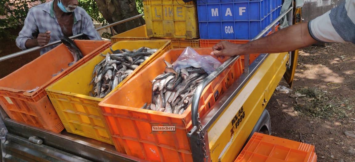 rotten-fish-valanchery