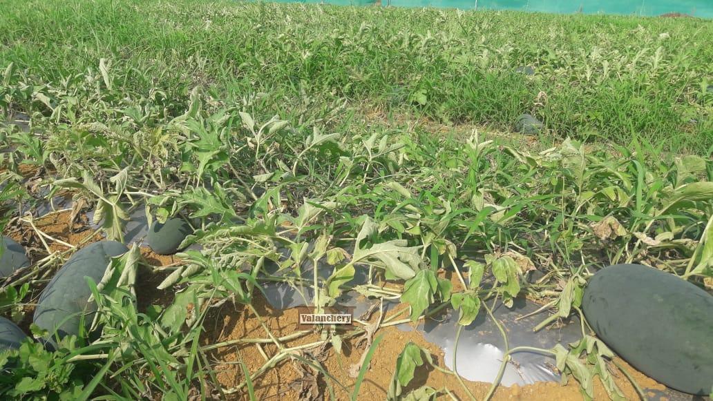 water-melon-vendallur