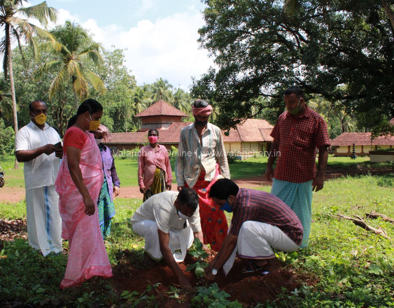 painkannur-temple-sapling-plant