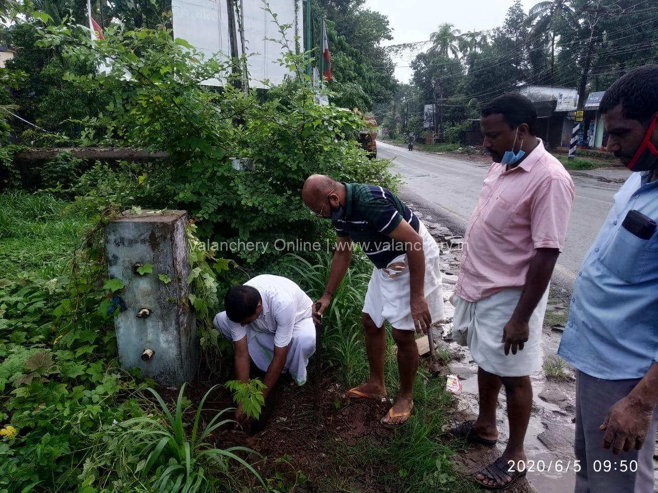 fsc-pandikasala-sapling