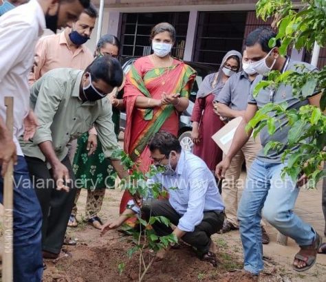 nss-sapling-plant-tirur