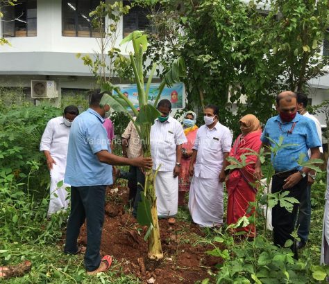 muttathoru-vazhakrishi-malappuram