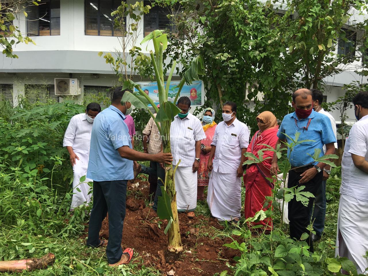 muttathoru-vazhakrishi-malappuram