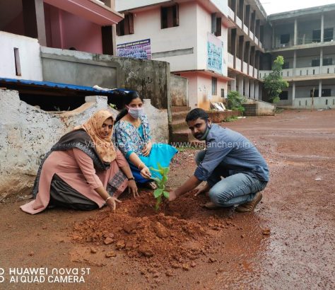 marakkara-sapling-plant