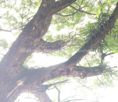 moonakkal-tree-road