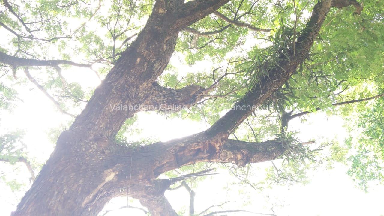 moonakkal-tree-road