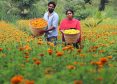 marigold-niramaruthoor