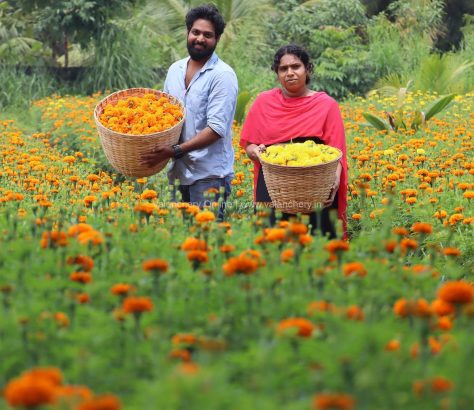 marigold-niramaruthoor