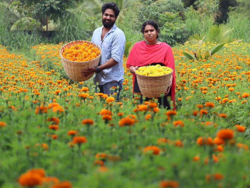 marigold-niramaruthoor