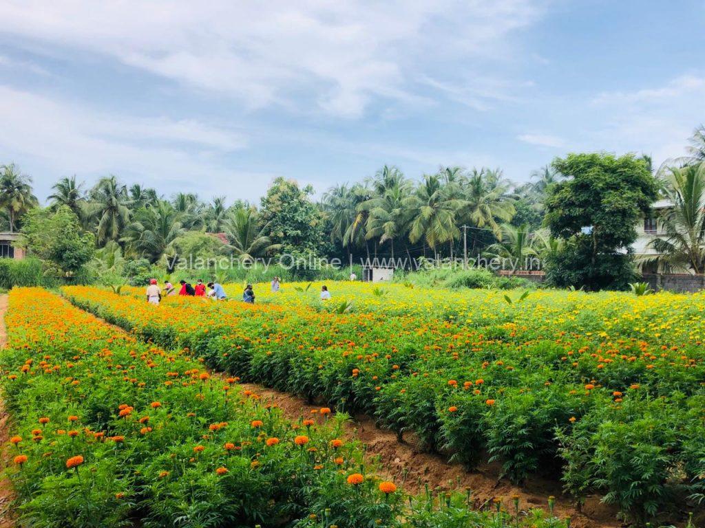 marigold-niramaruthoor