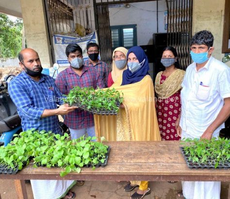 vegetable-saplings-valanchery