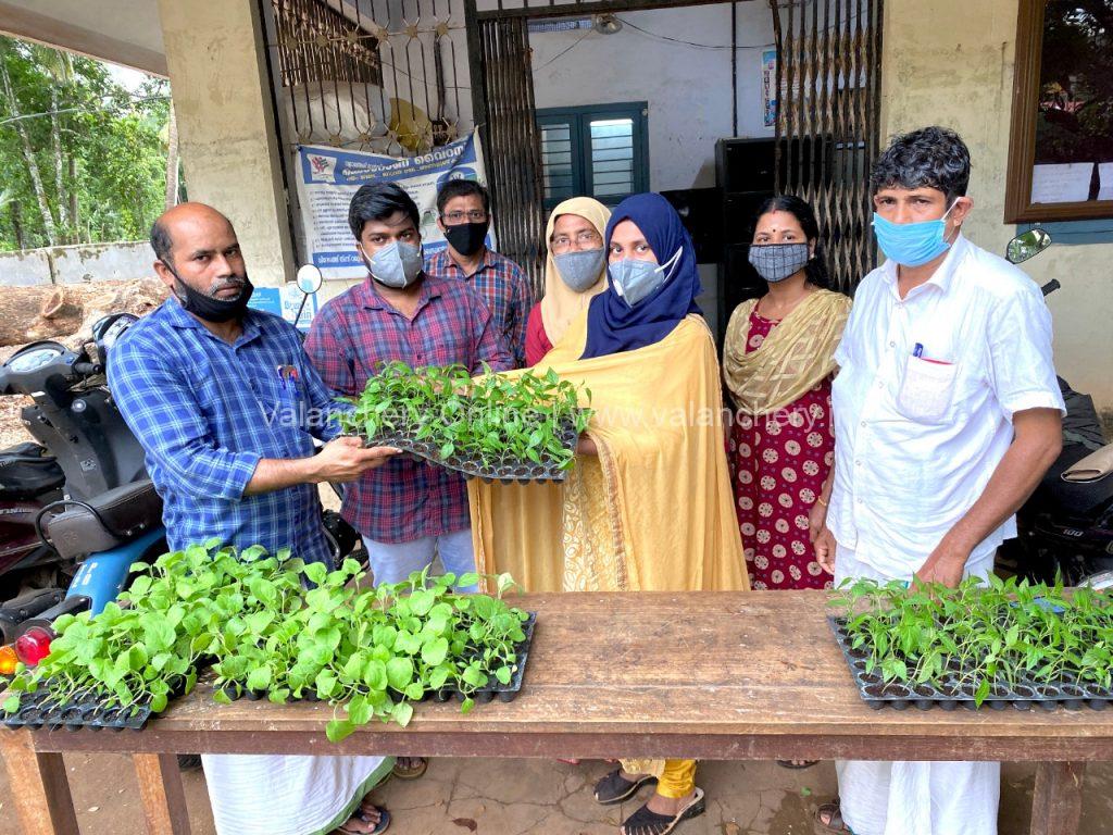 vegetable-saplings-valanchery