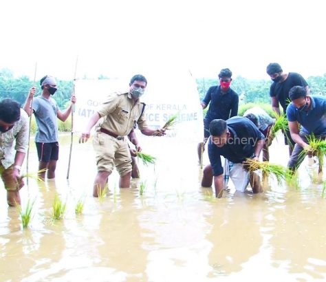 nss-irimbiliyam-paddy-cultivation