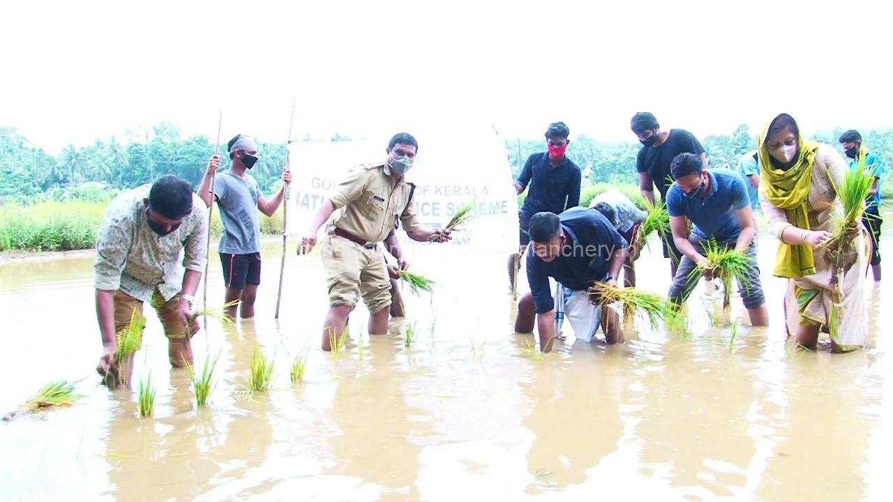 nss-irimbiliyam-paddy-cultivation