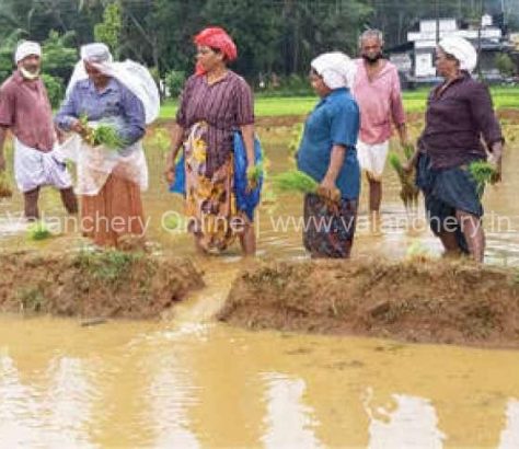 paddy-field-kattatti