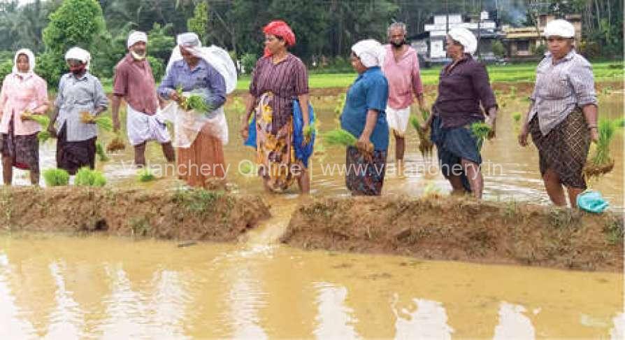 paddy-field-kattatti